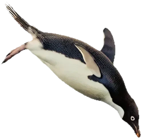 海に飛び込むペンギン